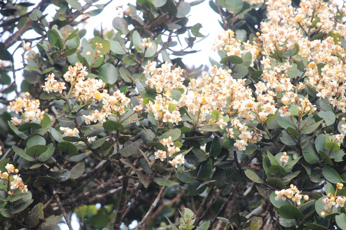 Calophyllum walkeri Wight